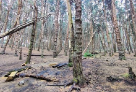 Pine Forest景点图片