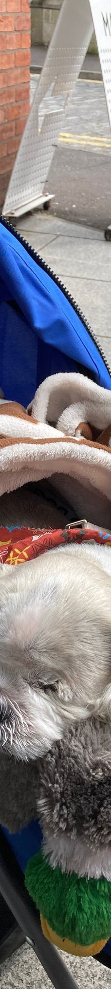 The MAC-贝尔法斯特