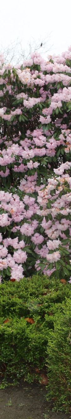 Geografisk Have-科灵