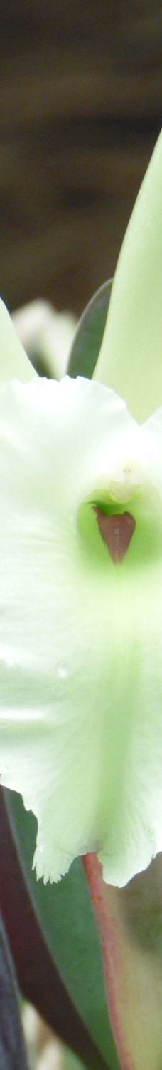 Orquidario de Morelia-莫雷利亚