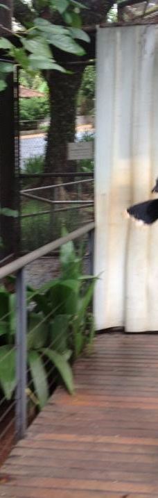 Parque Zoologico Municipal Quinzinho De Barros-索罗加巴