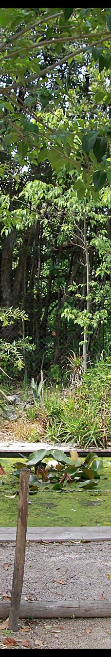 The Tropic of butterfly-埃尔讷