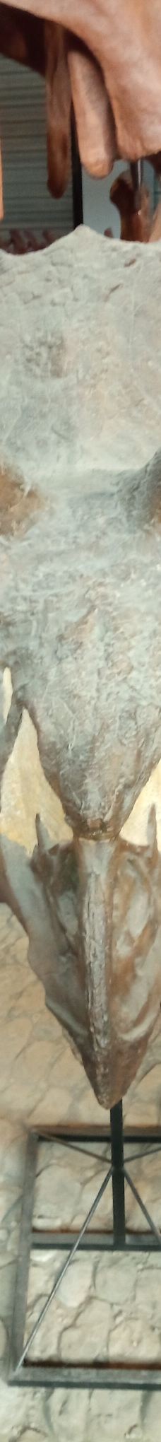 Musee des Dinosaures 'Dinosauria'-埃斯佩拉扎