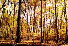 Nathan Bedford Forrest State Park景点图片