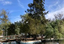 Jardim Gago Coutinho e Sacadura Cabral景点图片