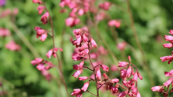 Botanical Gardens of Silver Springs