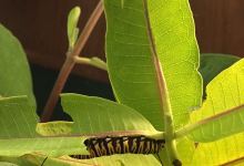 Felix Adler Children's Discovery Center景点图片