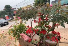 Nhà Vườn Hải Anh景点图片