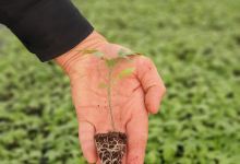 PEPINIERE SANABEL景点图片