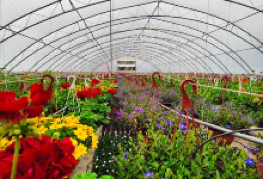 Rasadnik Milivojević购物图片