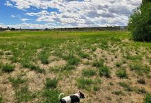 Soap Lake Dog Park景点图片