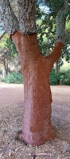 El Pinar del Rey-圣罗克