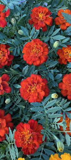 Kiss Virágkertészet, Békéscsaba-贝凯什乔包