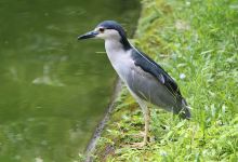 Crocodile Zoo景点图片