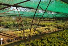 Vickery Seedlings购物图片