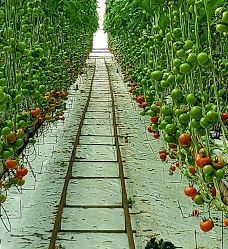 Ricardoes Tomatoes-Blackmans Point