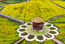 冷杉小密花海影视基地景点图片