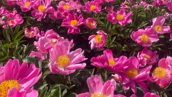 四季花海