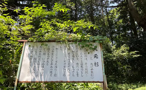 赤穴八幡宮の大元杉（夫婦千年杉）