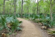 Palmetto State Park景点图片