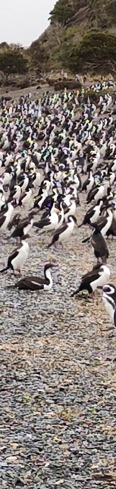 Isla Martillo-乌斯怀亚