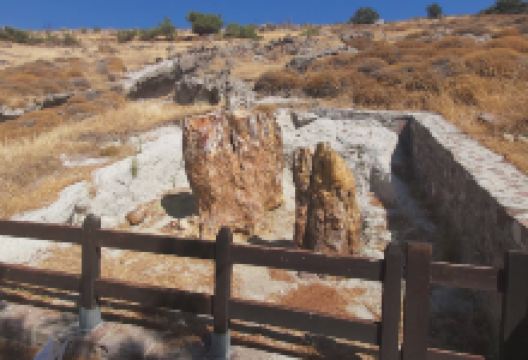 Petrified Forest of Lesbos景点图片