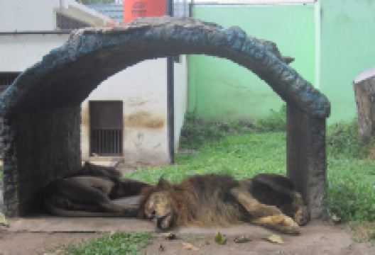 Rimbo Park Zoo景点图片