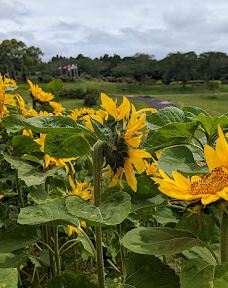 日本最大 鹿屋玫瑰园-鹿屋市