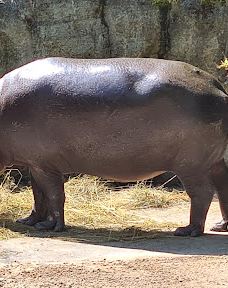 Chemnitz Zoo-开姆尼茨