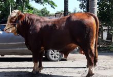 Semar Mesem Farm (Livestock Fattening and Contest)景点图片