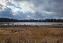 King's Pond Park景点图片