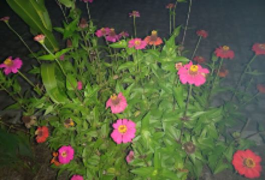 Jardins do jardim景点图片