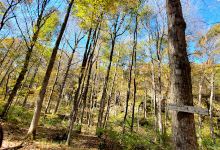 High Knob Lookout景点图片