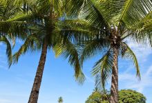 Playa Dominical del Sur景点图片