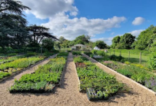 Daisy Roots购物图片