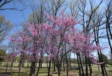Morrilton City Park Nature Trail景点图片