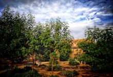 Kasbah Ait Herbil Garden景点图片