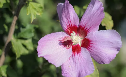 WSU Master Gardener Demonstration Garden