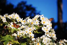 Monarch Butterfly Sanctuary景点图片