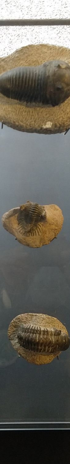 Musee des Dinosaures 'Dinosauria'-埃斯佩拉扎