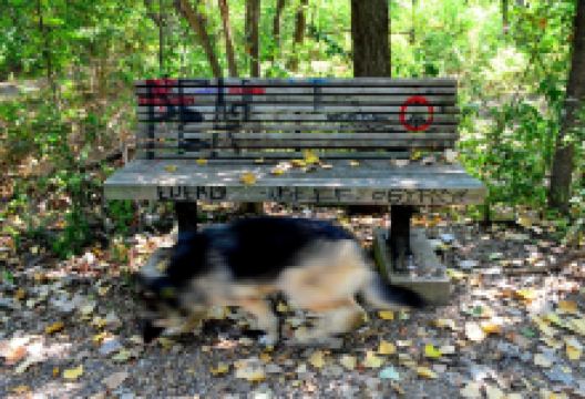 Old Fish Hatchery Nature Area景点图片