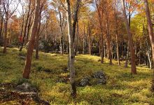 四国山岳植物園・岳人の森景点图片