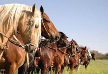 Caballos Peruanos de Paso景点图片