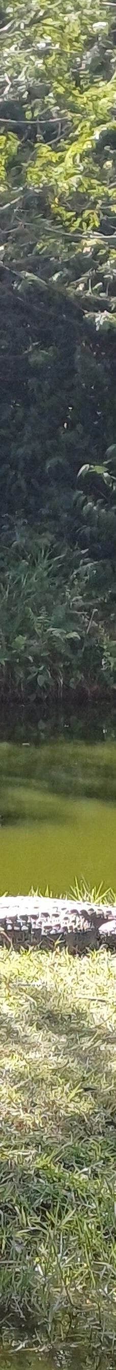 Parque Zoologico Municipal Quinzinho De Barros-索罗加巴