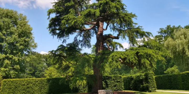 Middachten Castle and Gardens