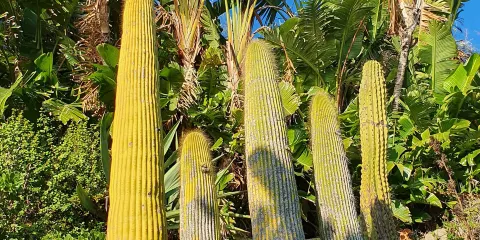 Giardino Esotico Pallanca