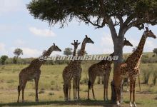 Safari Quest Kenya - Day Adventures景点图片