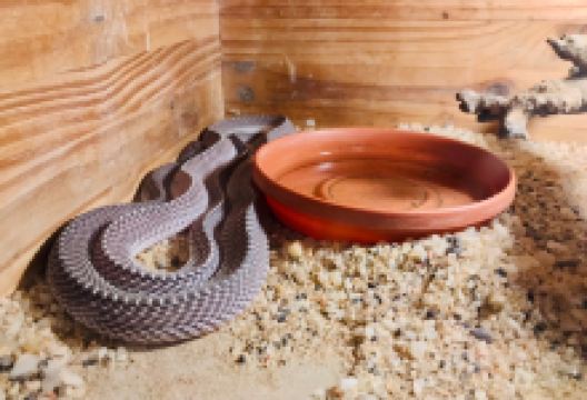 Snake Park景点图片