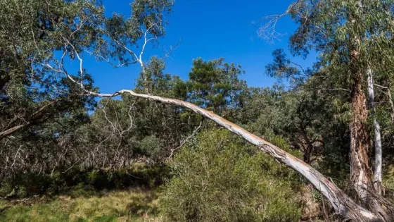 Long Forest Flora and Fauna Reserve