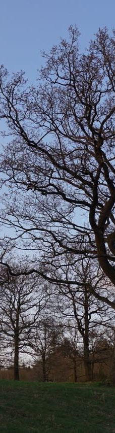 Svanninge Bakker-福堡